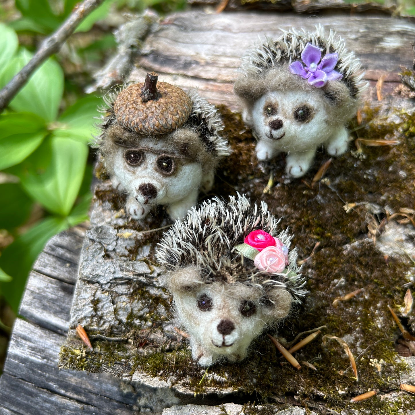 Hedgehog