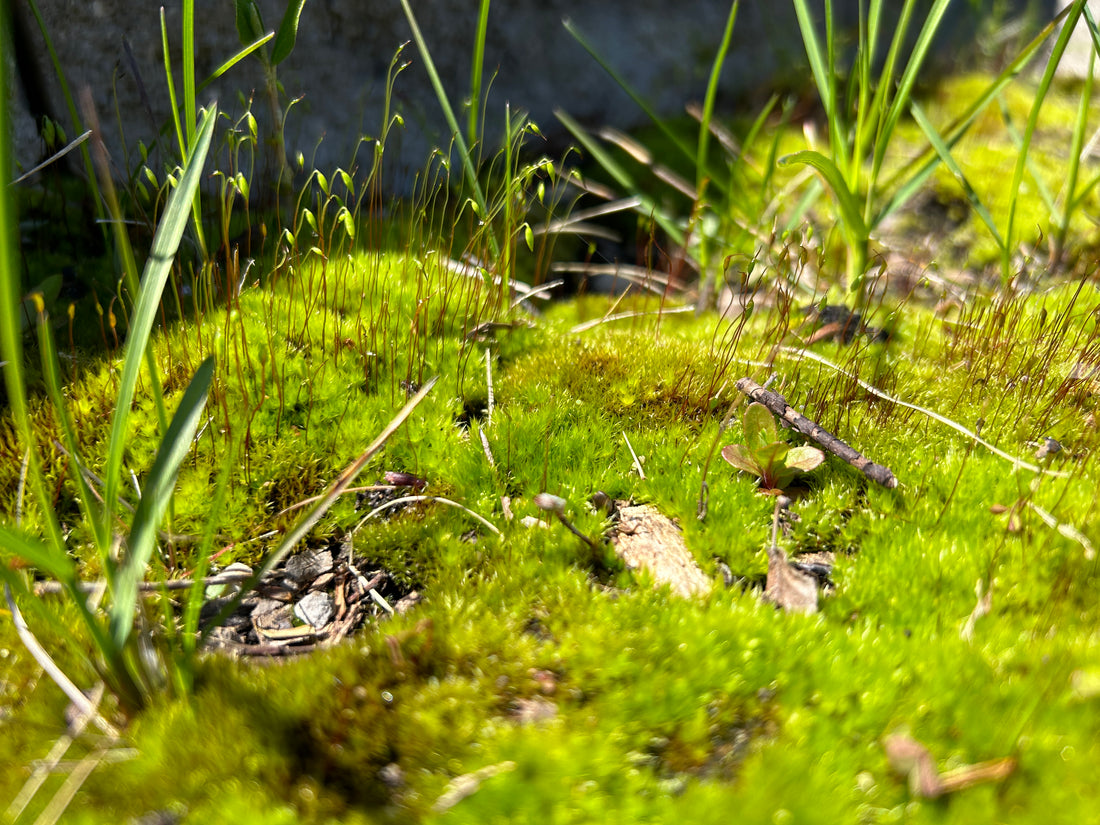 Moss Green