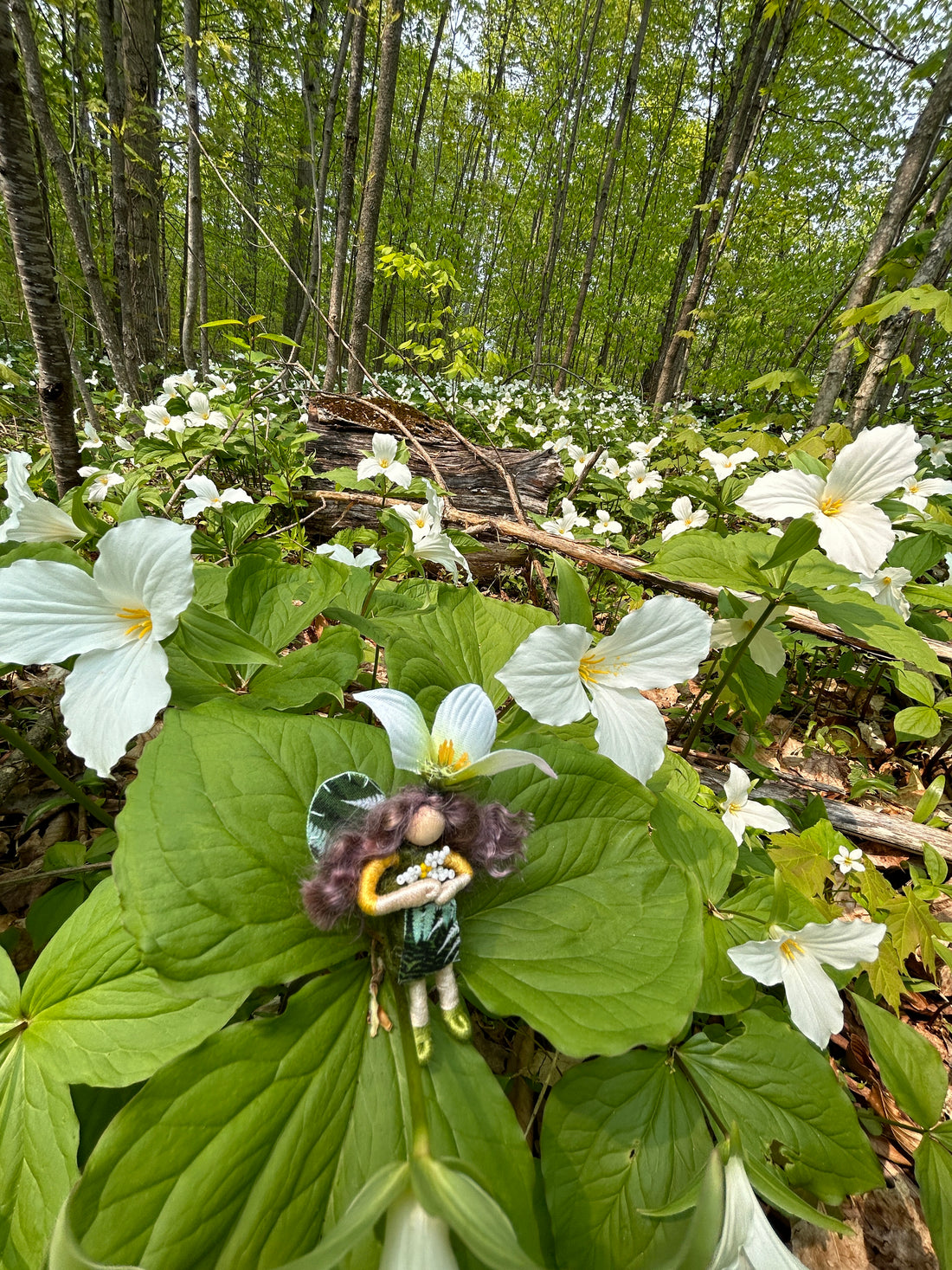 The Trillium Are Blooming!