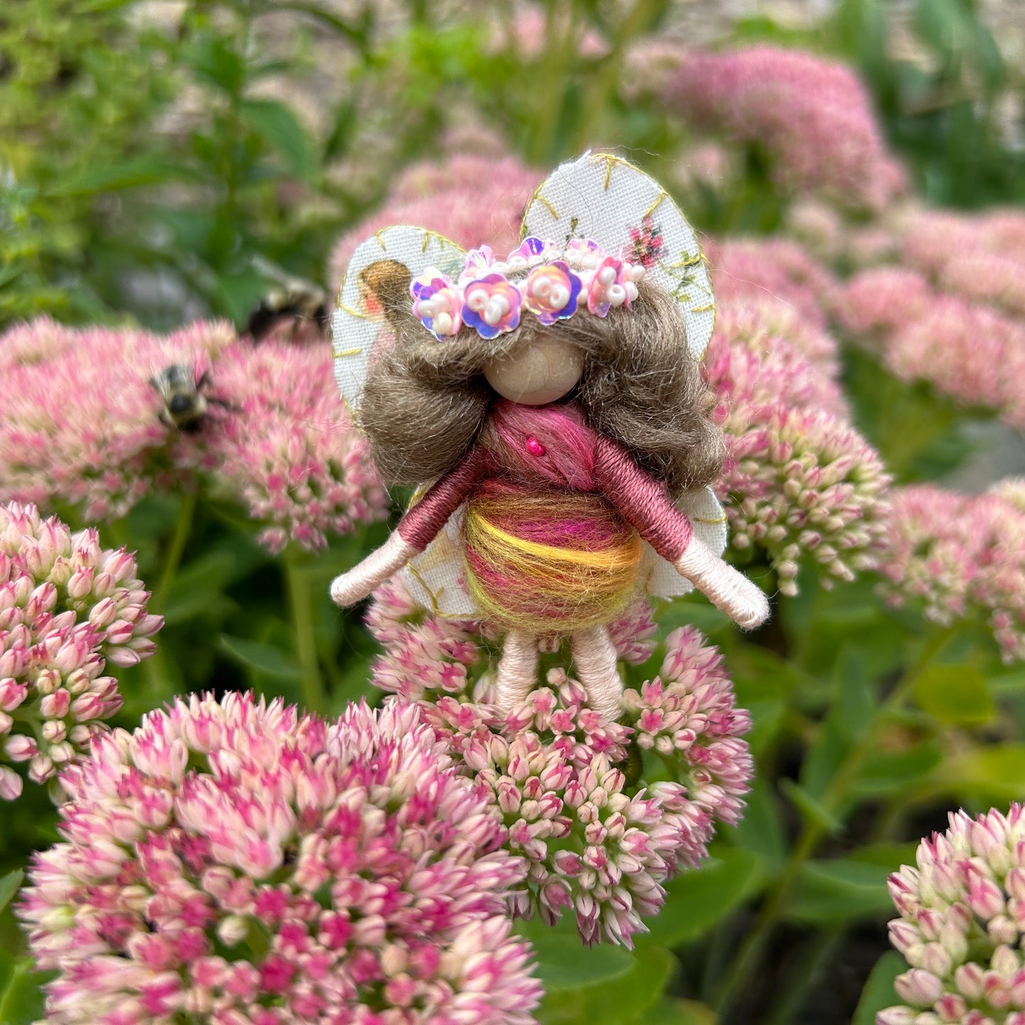 Sedum Fairy